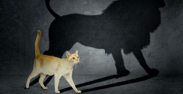 Reputation vs Reality – why reputation wins