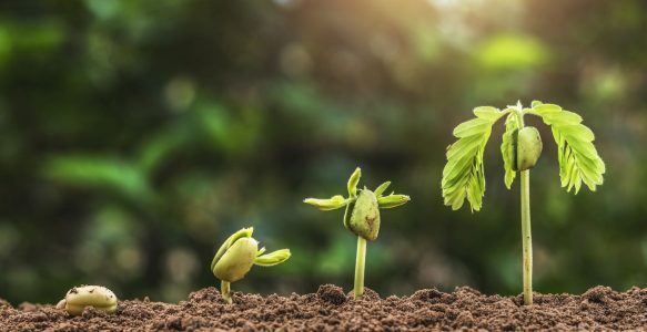 Seeds of decline often sown in good times